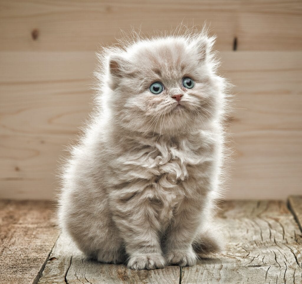 beautiful small kitten