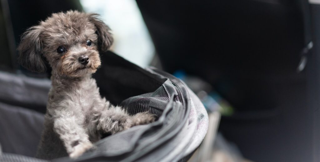 Playful little poodle puppy standing the the basket.