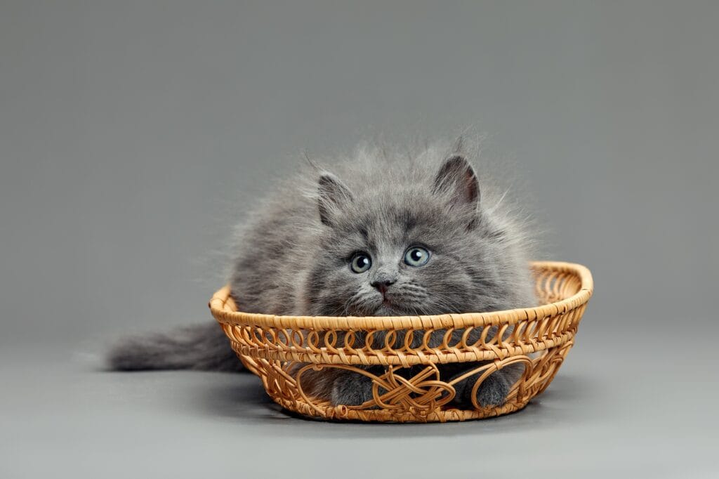 A fluffy gray kitten is sitting in a wicker basket. A small cat looks out of a basket on a gray