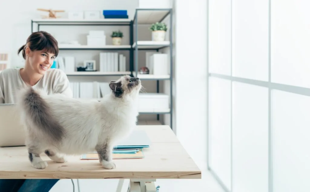 Cat on a desk