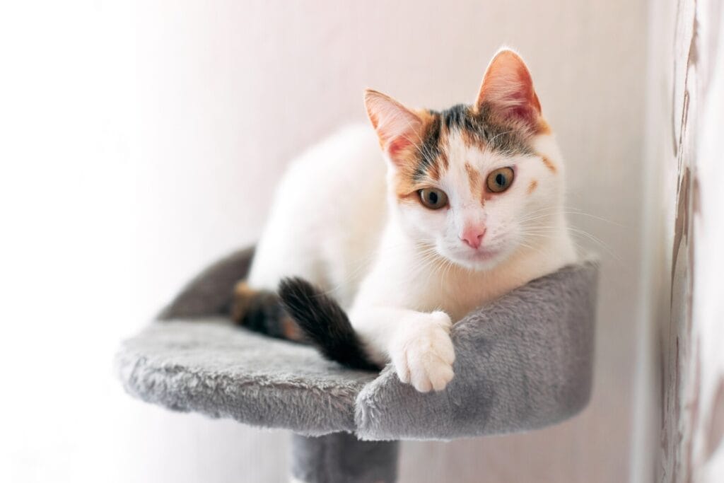 cat sitting on a bed