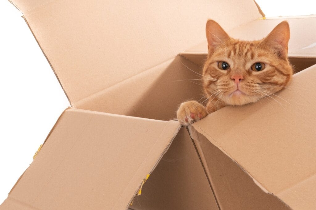 Closeup shot of a domestic ginger cat sitting in a brown box with its head on the edge
