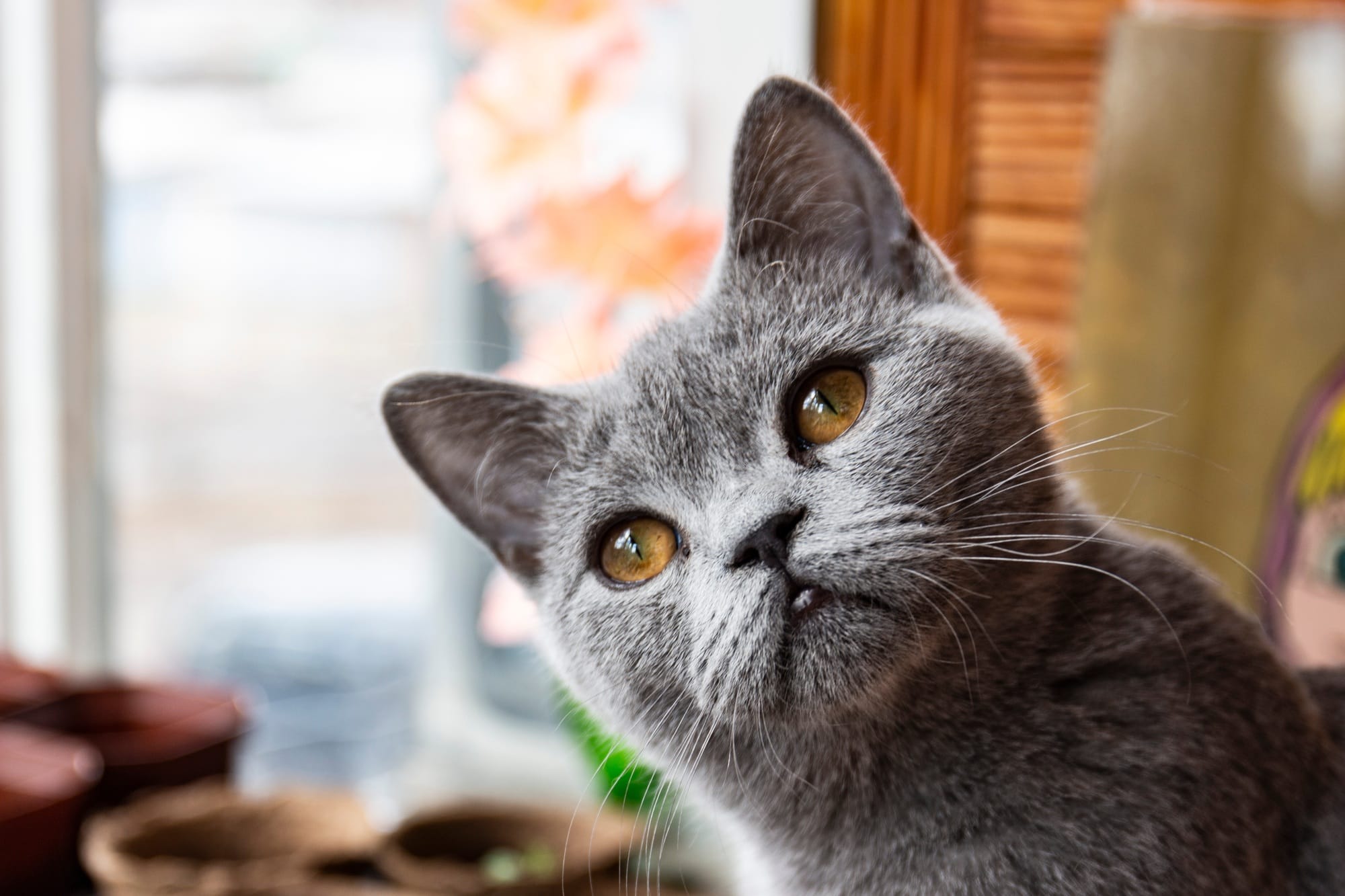 How to Introduce a New Cat to Your Home