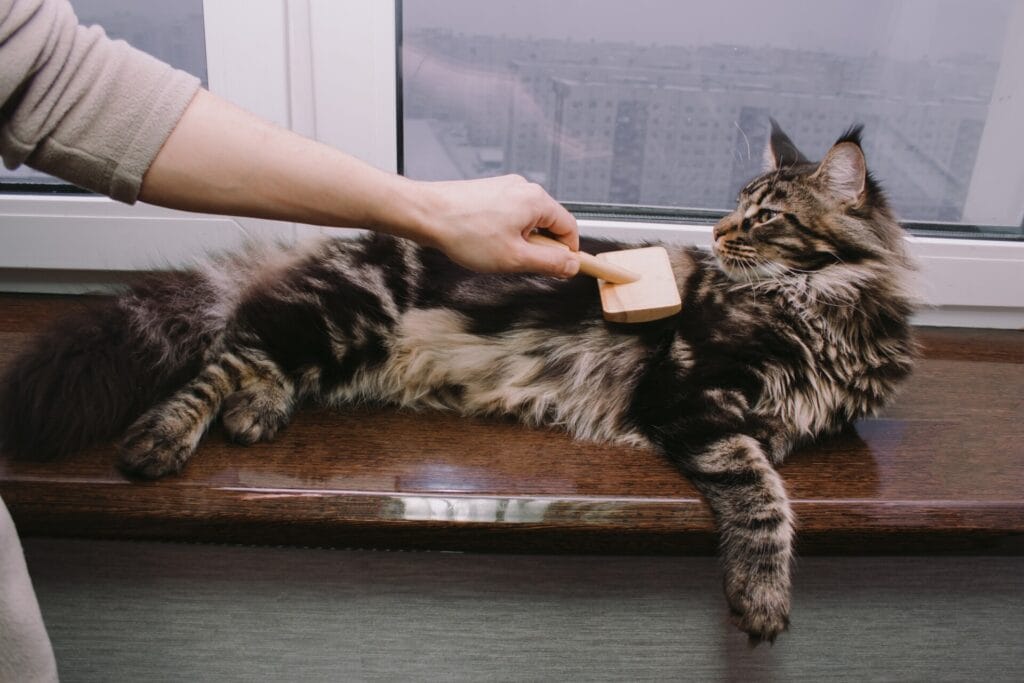 Maine Coon cat lying on the windowsill and his owner combs his hair, cat grooming