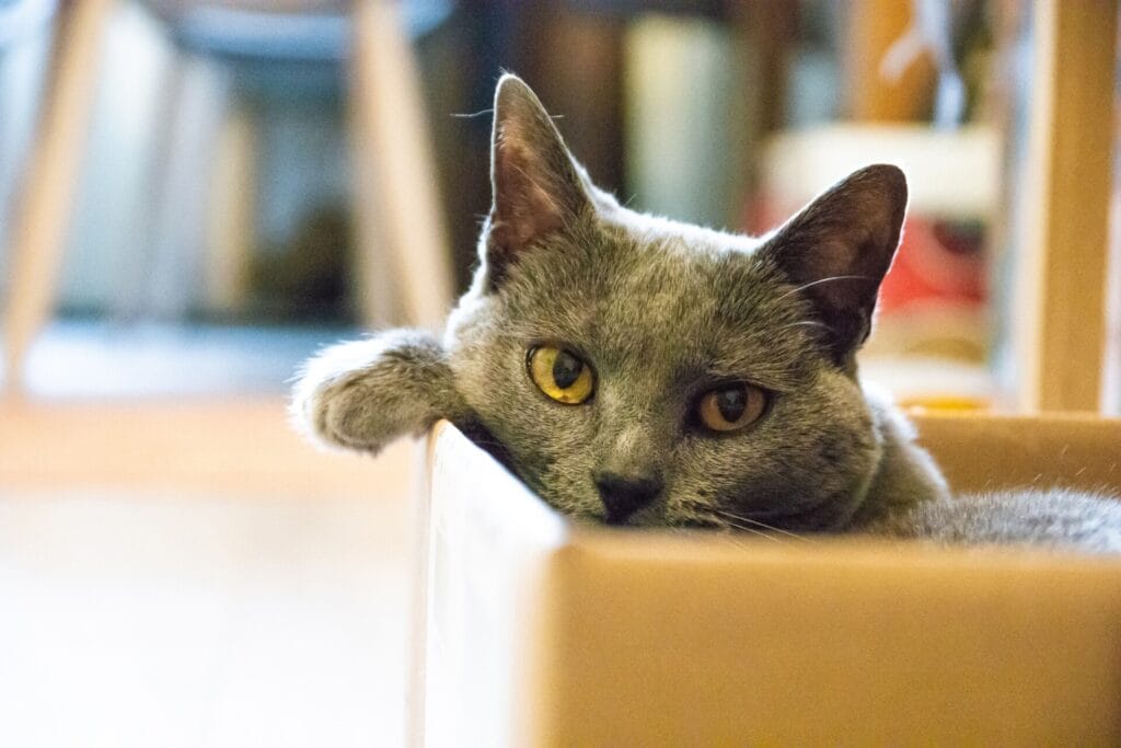 NOMINATED • Cute little cat sitting in her cardboard box