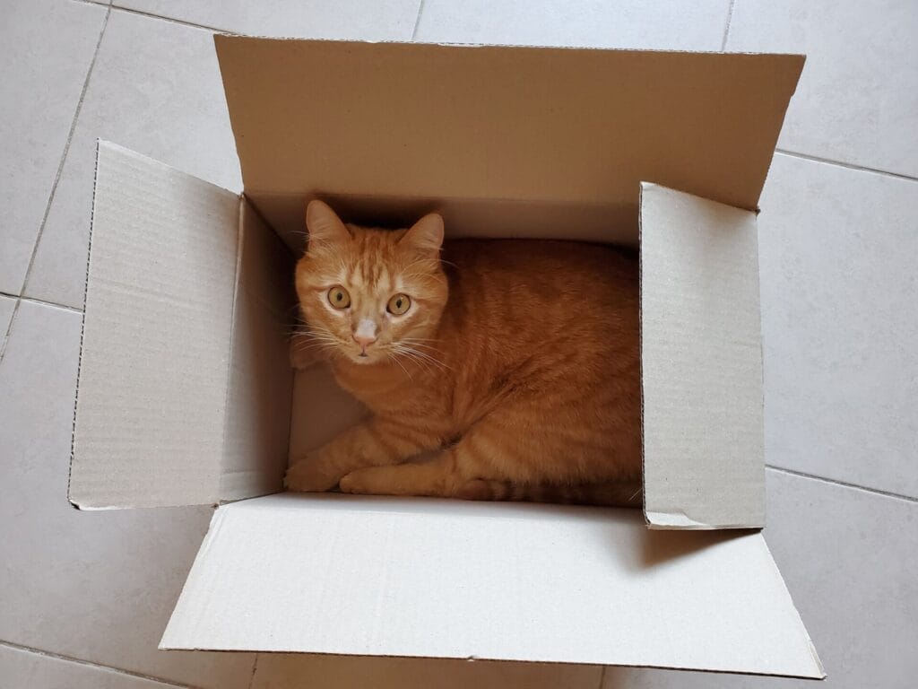 Tabby red cat hiding in delivery box on floor