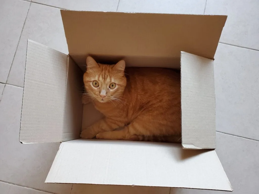 Tabby red cat hiding in delivery box on floor