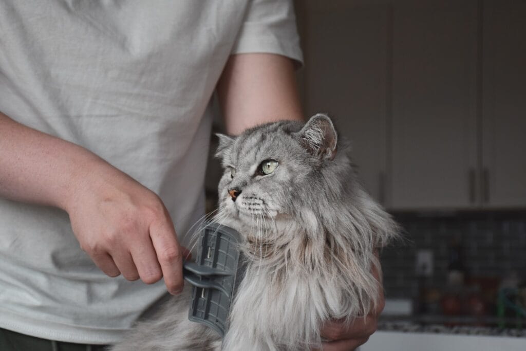 Young man grooming grey fluffy cat with a brush at home