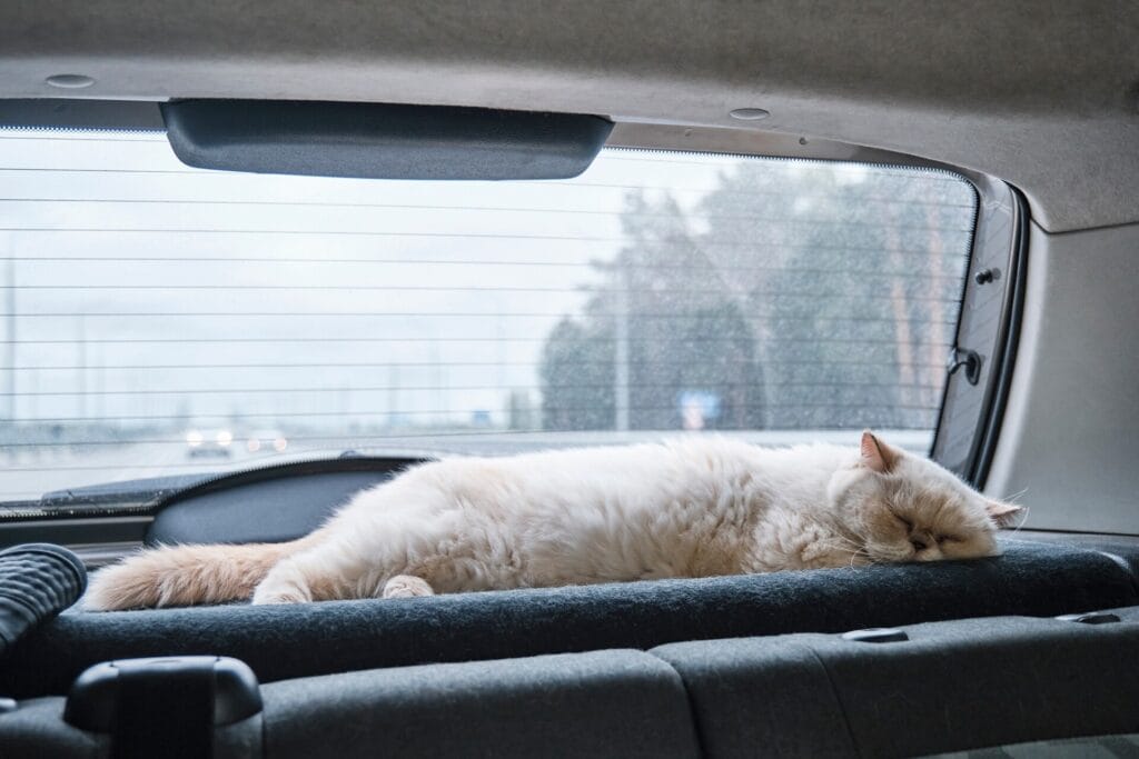 Cute beige cat traveling and sleeping in car, near rear window.