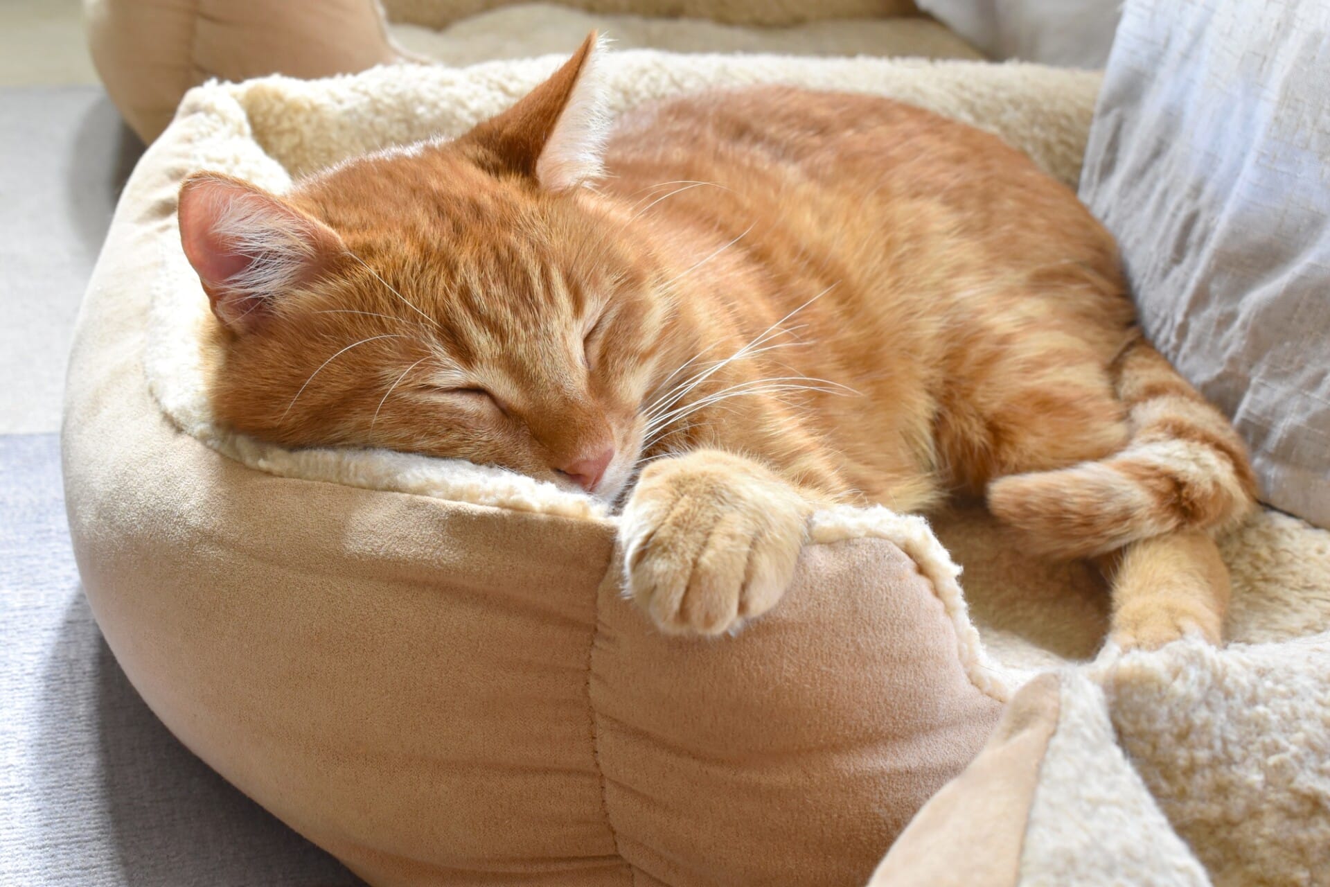 Budget-Friendly Cat Products That Don’t Compromise on Quality