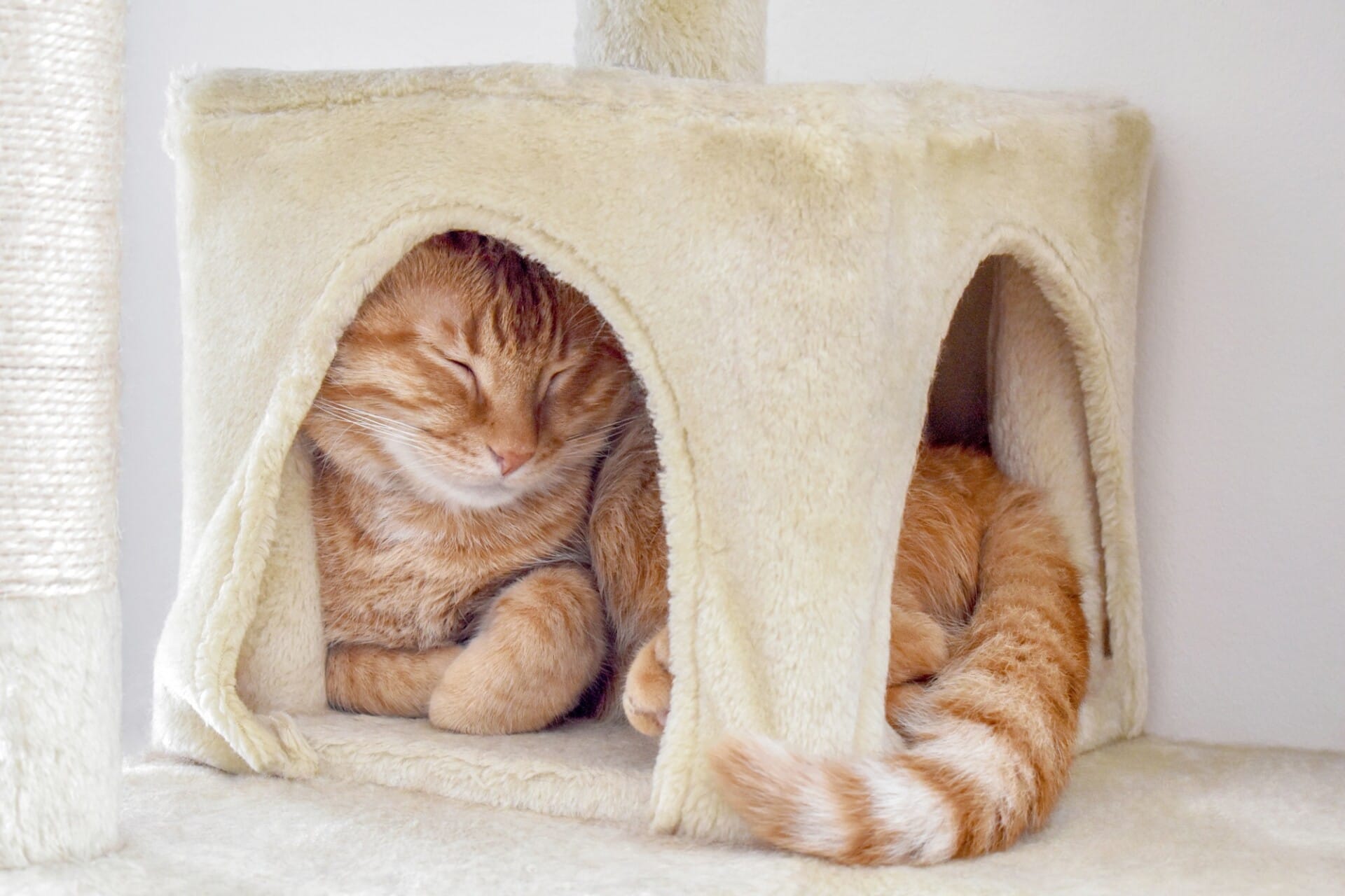 Best Space-Saving Cat Trees for Small Apartments & Homes