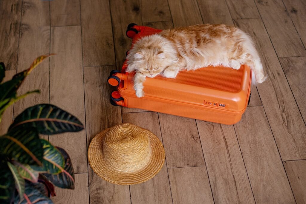 Travel concept with funny cat sitting on suitcase.